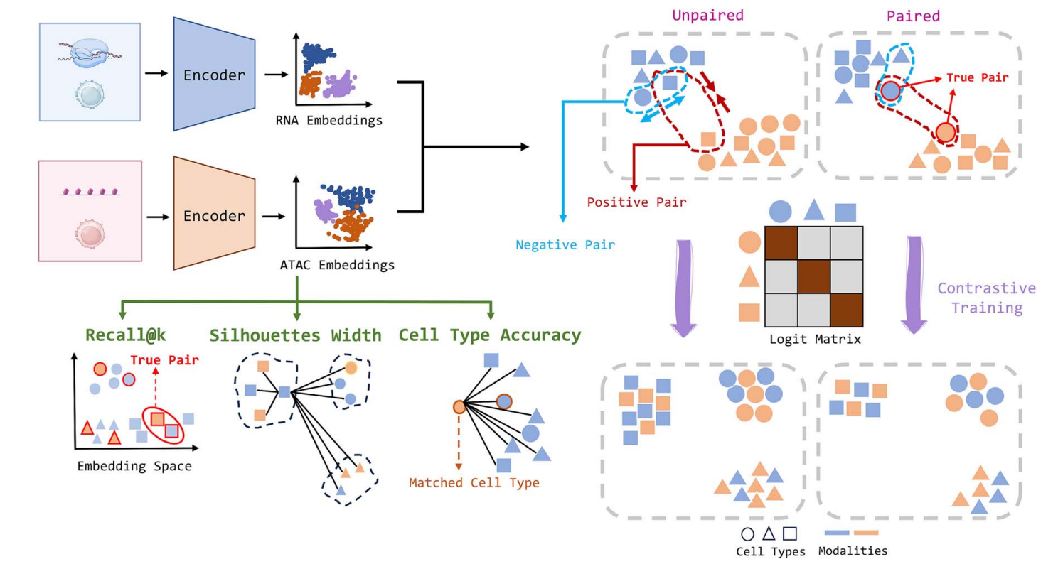 sCIN: a contrastive learning framework for single-cell multi-omics data integration